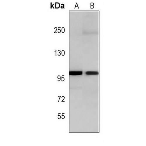p100 Mouse Monoclonal Antibody(C4041)