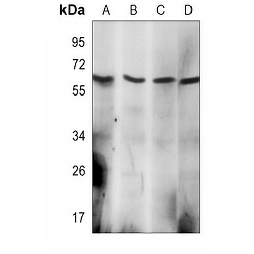 Syndapin-2 Mouse Monoclonal Antibody(C4045)