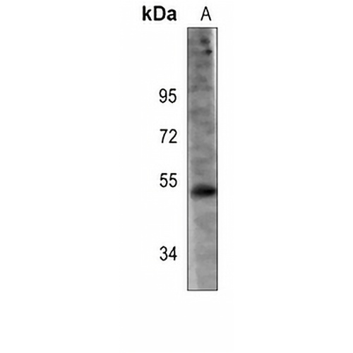 Pontin 52 Mouse Monoclonal Antibody(C4049)