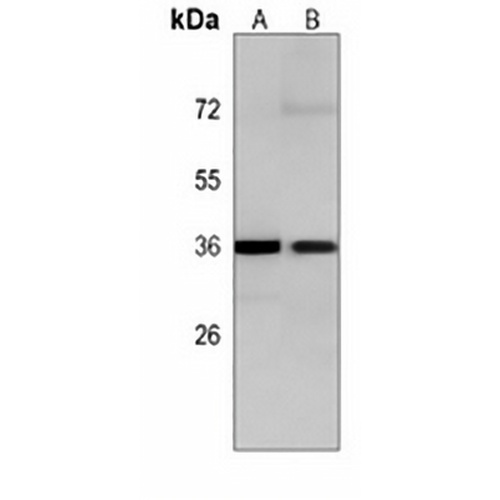 MO25 Mouse Monoclonal Antibody(C4050)