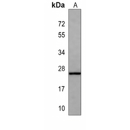 Neurogenin 3 Mouse Monoclonal Antibody(C4053)