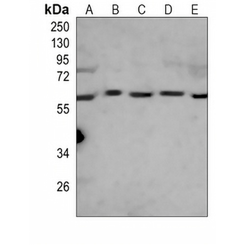 RIPK3 Mouse Monoclonal Antibody(C4054)