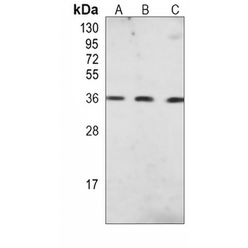 UCH-L5 Mouse Monoclonal Antibody(C4055)