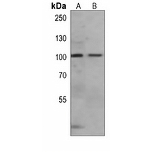 NRAGE Mouse Monoclonal Antibody(C4056)
