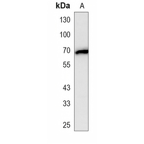 GPR56 Mouse Monoclonal Antibody(C4057)