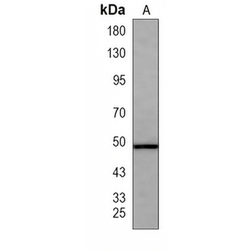 IKK gamma Mouse Monoclonal Antibody(C4059)