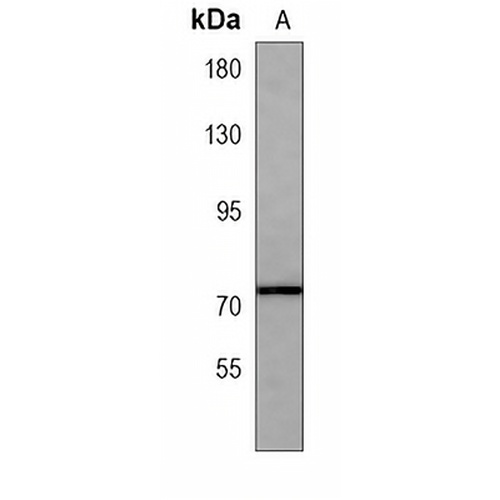 CAPN6 Mouse Monoclonal Antibody(C4060)