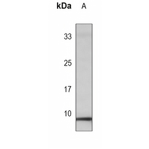 PLM (Phospho-S68) Mouse Monoclonal Antibody(C4061)