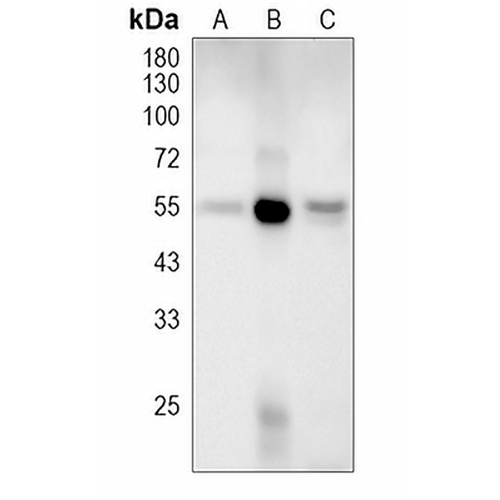 CD274 Rat Monoclonal Antibody(10F.9G2)