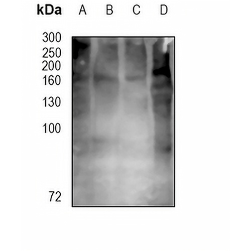 CD13 Mouse Monoclonal Antibody(22A5)