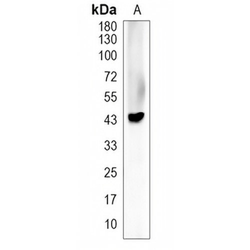 CD28 Syrian Hamster Monoclonal Antibody(37.51)