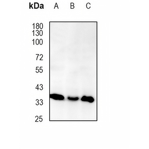 CD28 Mouse Monoclonal Antibody(CD28.2)