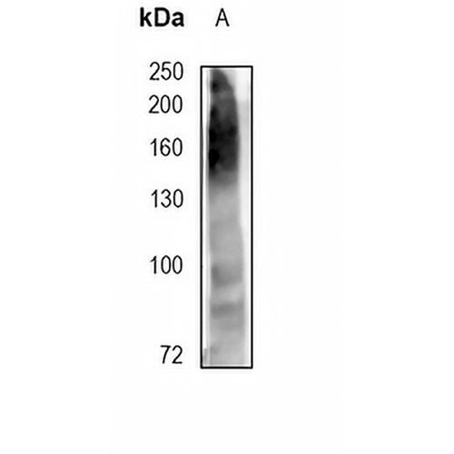 CD15 Mouse Monoclonal Antibody(HI98)