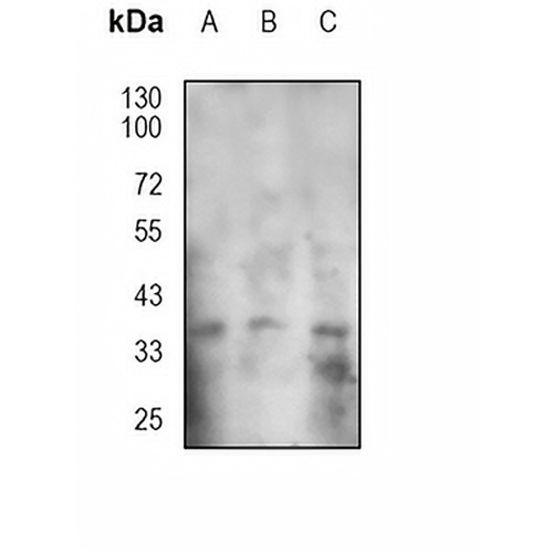 CD154 Mouse Monoclonal Antibody(M91)
