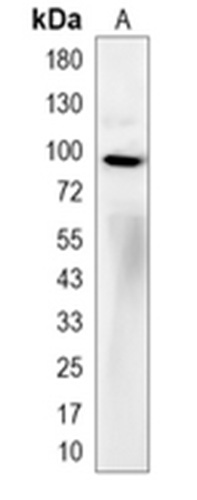 DNMT3B Rabbit Monoclonal Antibody(C4069)