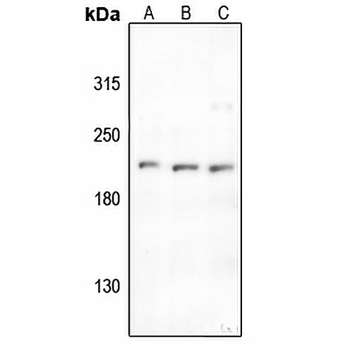 ABL1/2 (Phospho-Y393/439) Rabbit Polyclonal Antibody