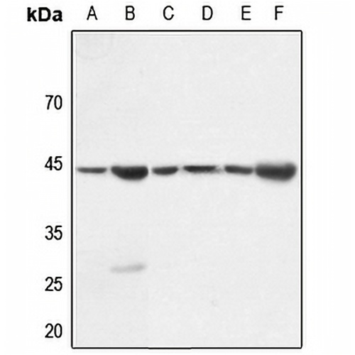 Gamma-actin-1 Rabbit Polyclonal Antibody