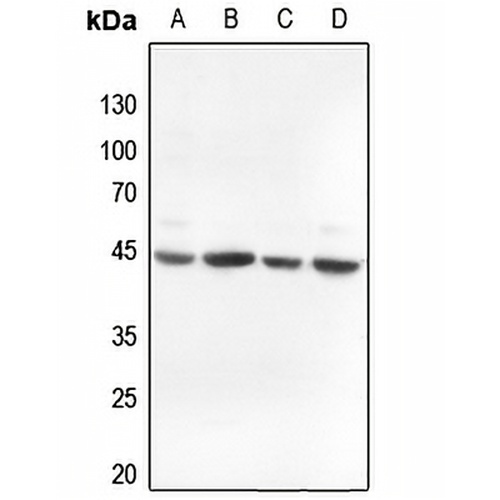 Alpha-actin-3 Rabbit Polyclonal Antibody