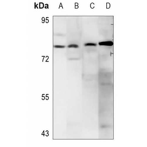 CD156c Rabbit Polyclonal Antibody