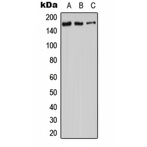 Adenylate Cyclase 9 Rabbit Polyclonal Antibody
