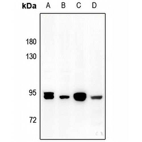 Gamma-adducin Rabbit Polyclonal Antibody