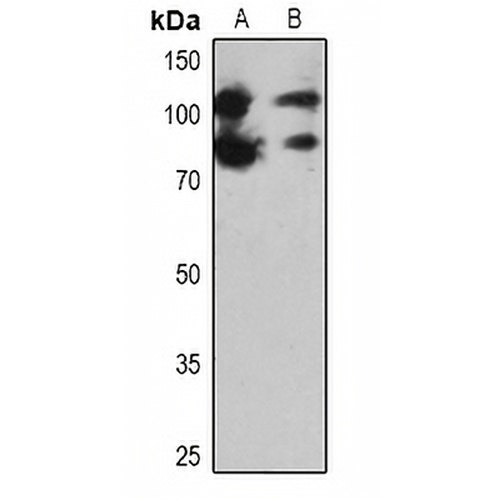 PARP1 Rabbit Polyclonal Antibody