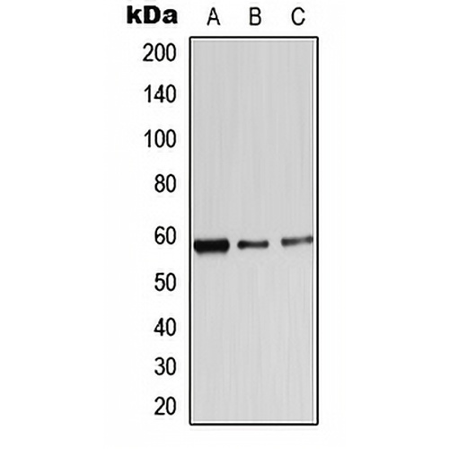 Alpha-1B Adrenergic Receptor Rabbit Polyclonal Antibody