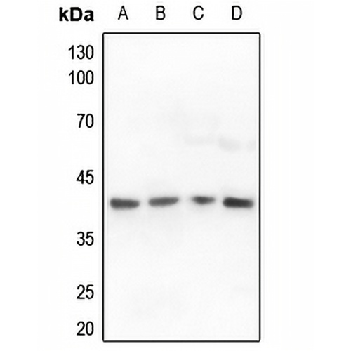 ALDOA Rabbit Polyclonal Antibody