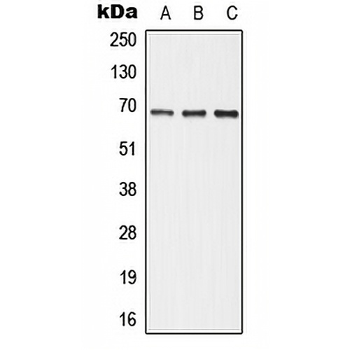 ALPI Rabbit Polyclonal Antibody