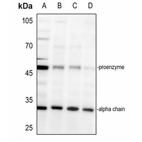 AMD1 Rabbit Polyclonal Antibody
