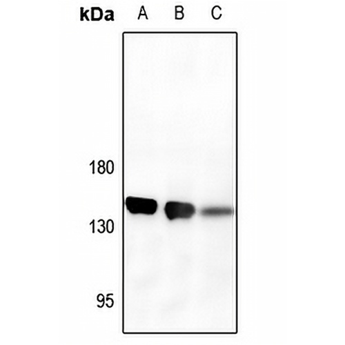 CD13 Rabbit Polyclonal Antibody