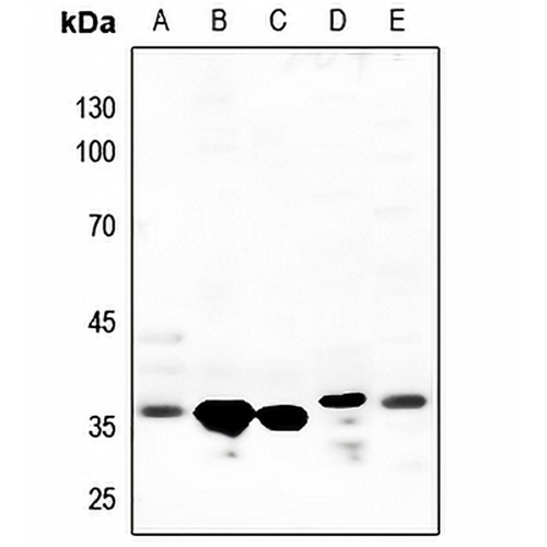 Annexin A1 Rabbit Polyclonal Antibody