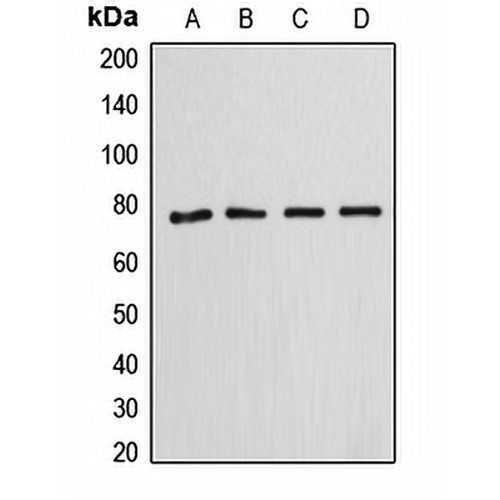 Annexin A6 Rabbit Polyclonal Antibody