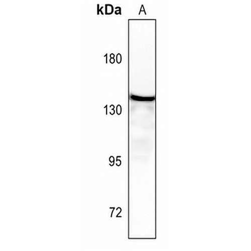 Aldehyde Oxidase Rabbit Polyclonal Antibody