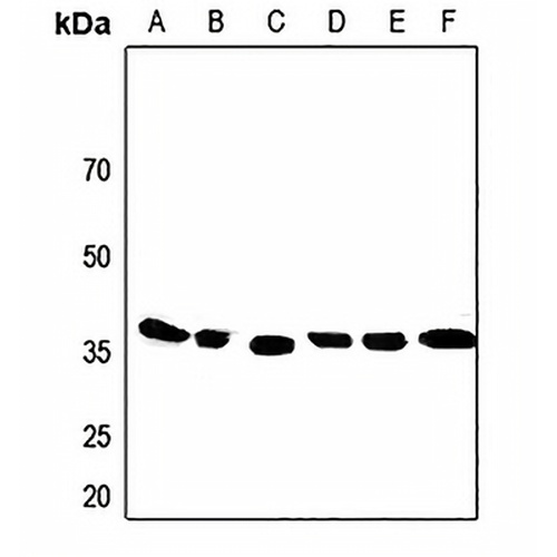Apolipoprotein F Rabbit Polyclonal Antibody