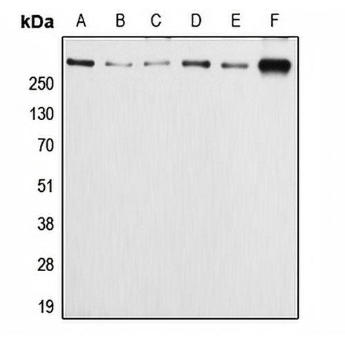 APC (Phospho-S2054) Rabbit Polyclonal Antibody