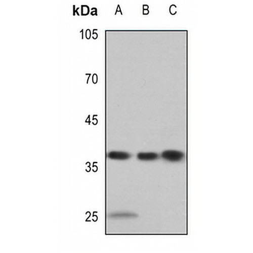 APE1 Rabbit Polyclonal Antibody