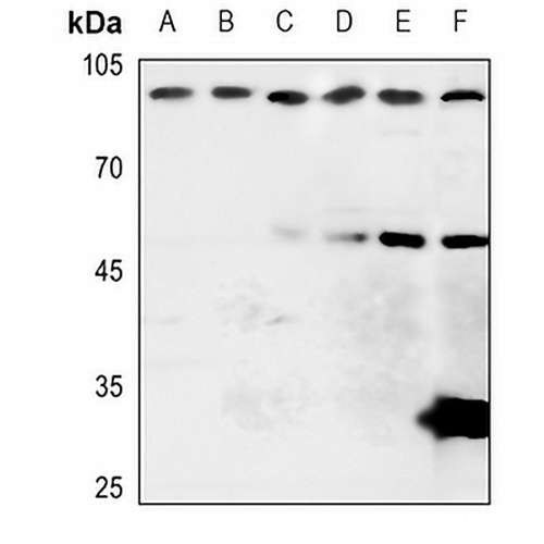 APLP1 Rabbit Polyclonal Antibody