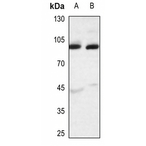 APLP2 Rabbit Polyclonal Antibody