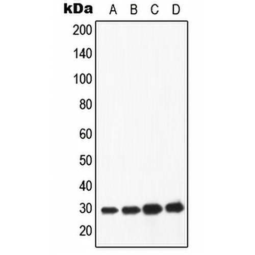 Apolipoprotein A1 Rabbit Polyclonal Antibody