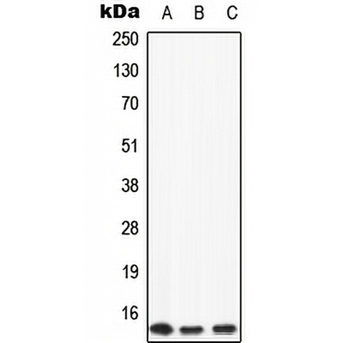 Apolipoprotein C2 Rabbit Polyclonal Antibody