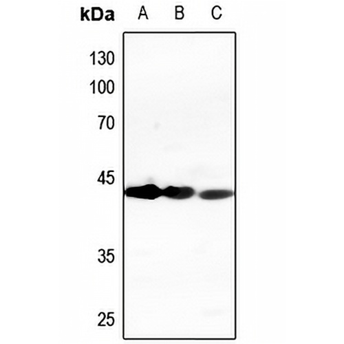 CD95 Rabbit Polyclonal Antibody