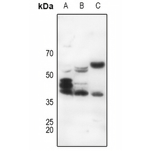 CD178 Rabbit Polyclonal Antibody