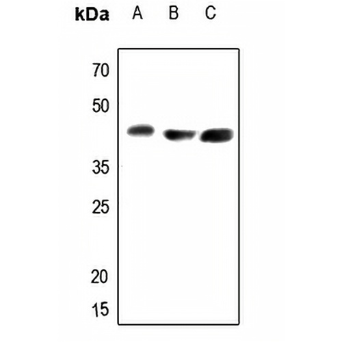 Arginase 2 Rabbit Polyclonal Antibody