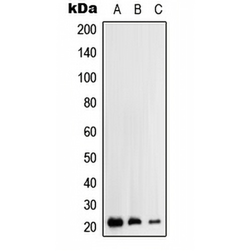 RhoH Rabbit Polyclonal Antibody