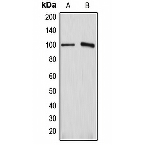 ATP1A1 Rabbit Polyclonal Antibody