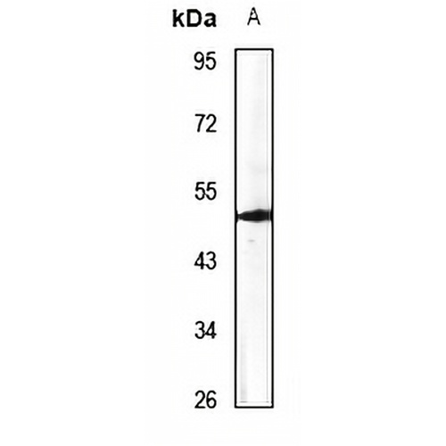 ATP6AP1 Rabbit Polyclonal Antibody