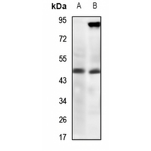 ZAG Rabbit Polyclonal Antibody