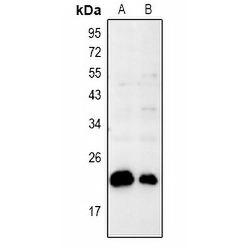 BAX Rabbit Polyclonal Antibody