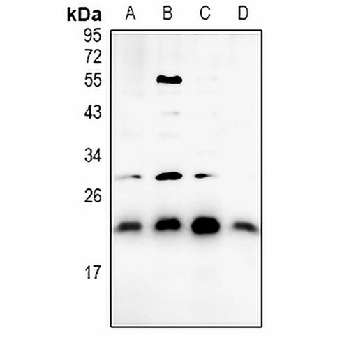 BAX Rabbit Polyclonal Antibody